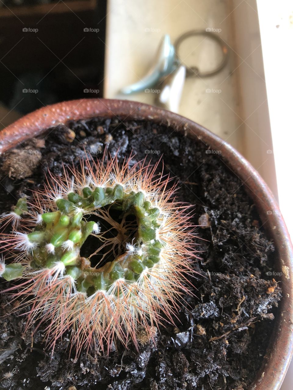 What’s inside your cactus?