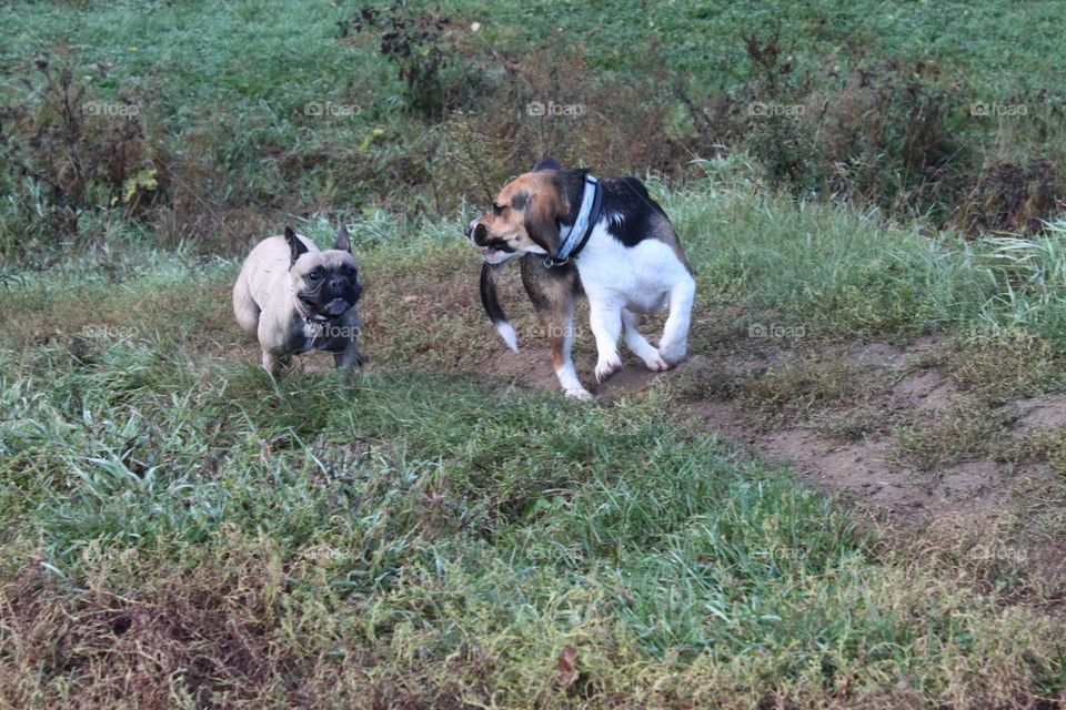 walk in the autumn morning forest. silence and tranquility of nature