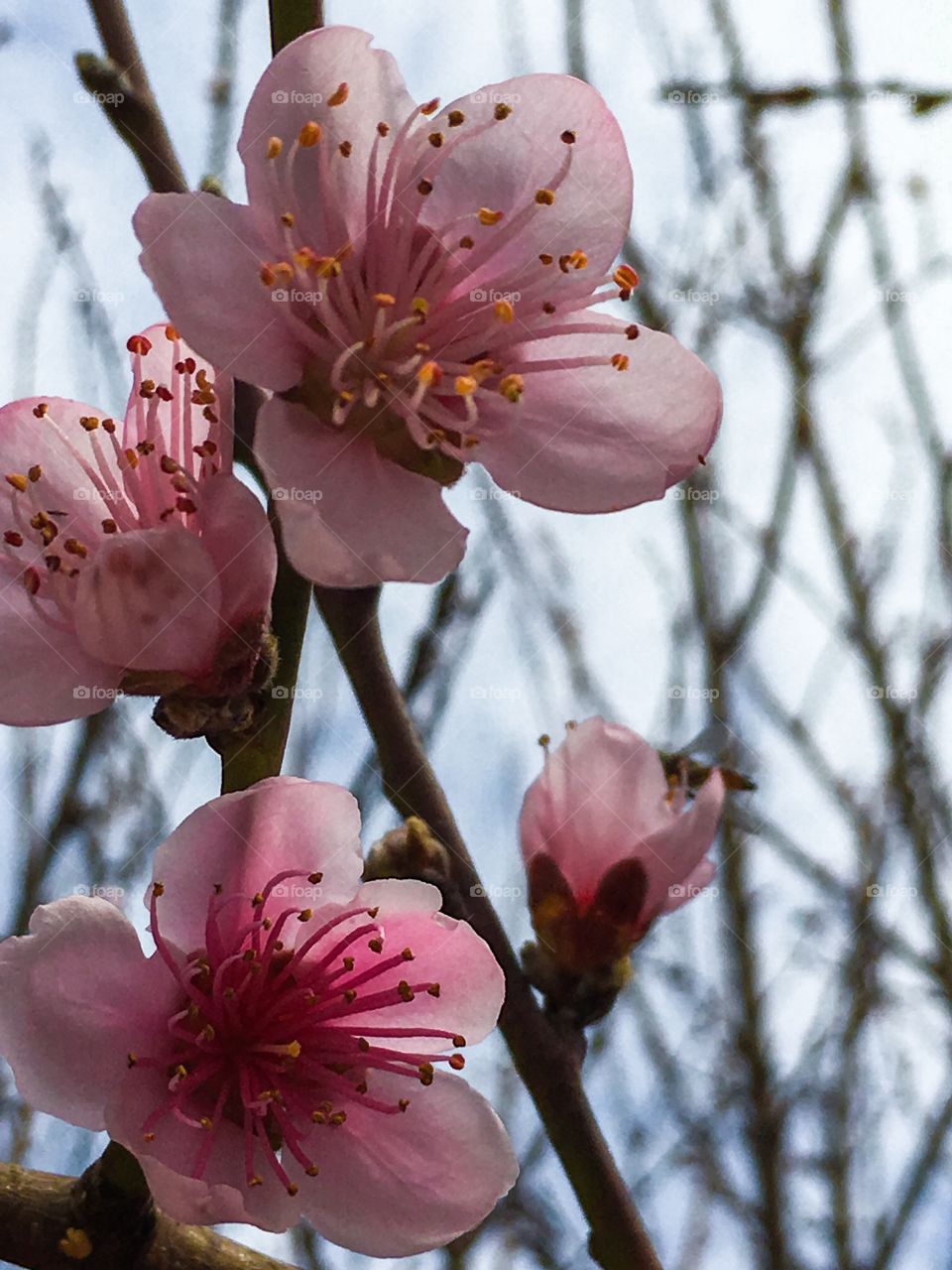 Nectarine fruit tree blossoms pink Spring blossoms and buds
