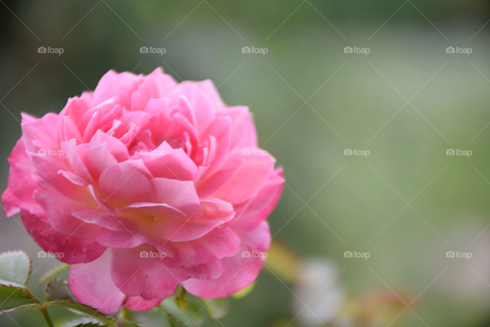 pink rose