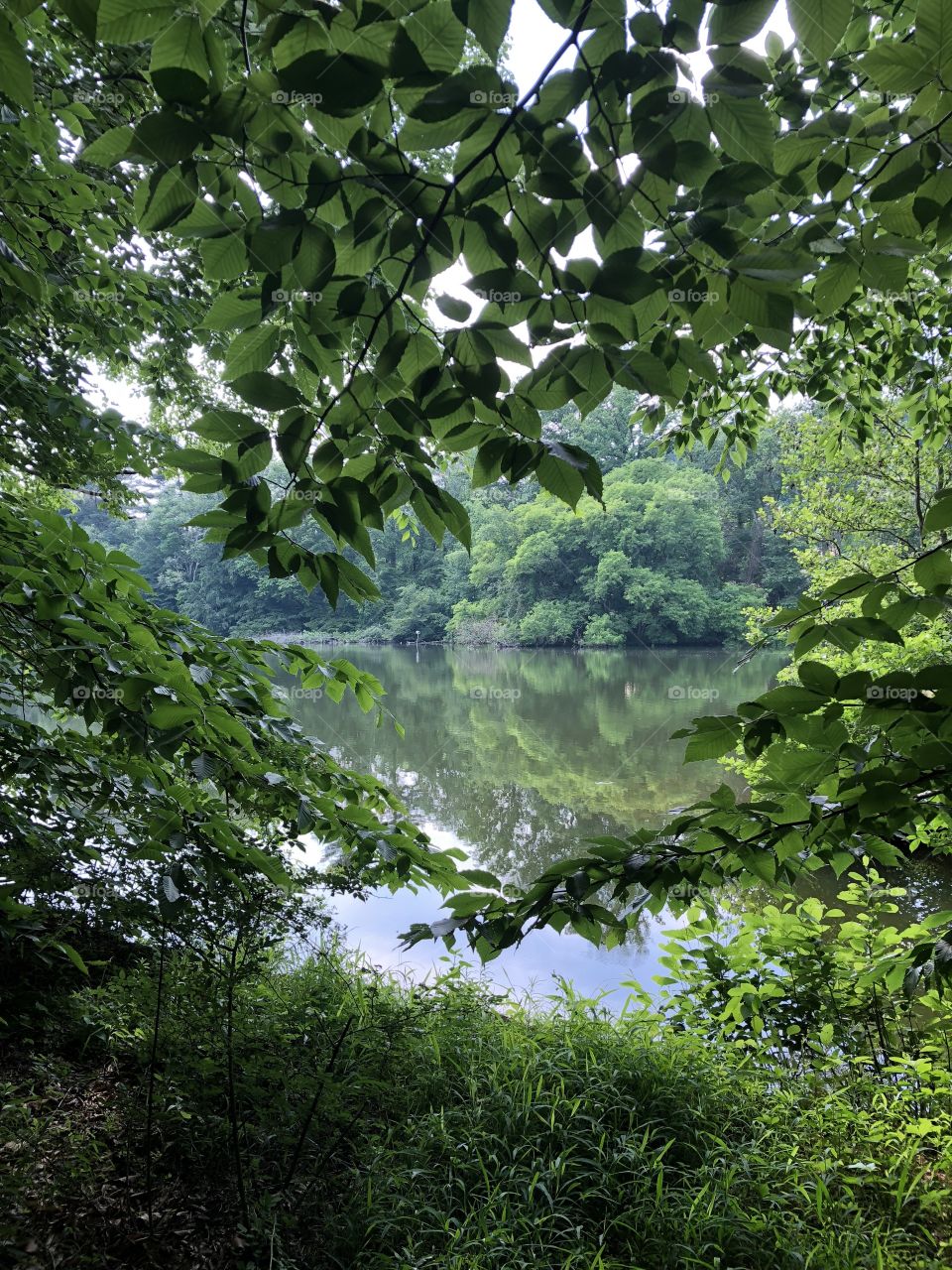 View through parted tree limbs of a peaceful and serene lake 