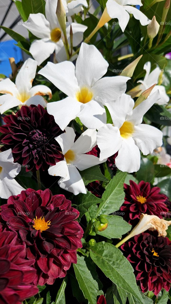 A really beautiful and delicate Mandevilla Sanderi blooms outside in summer in front of the building