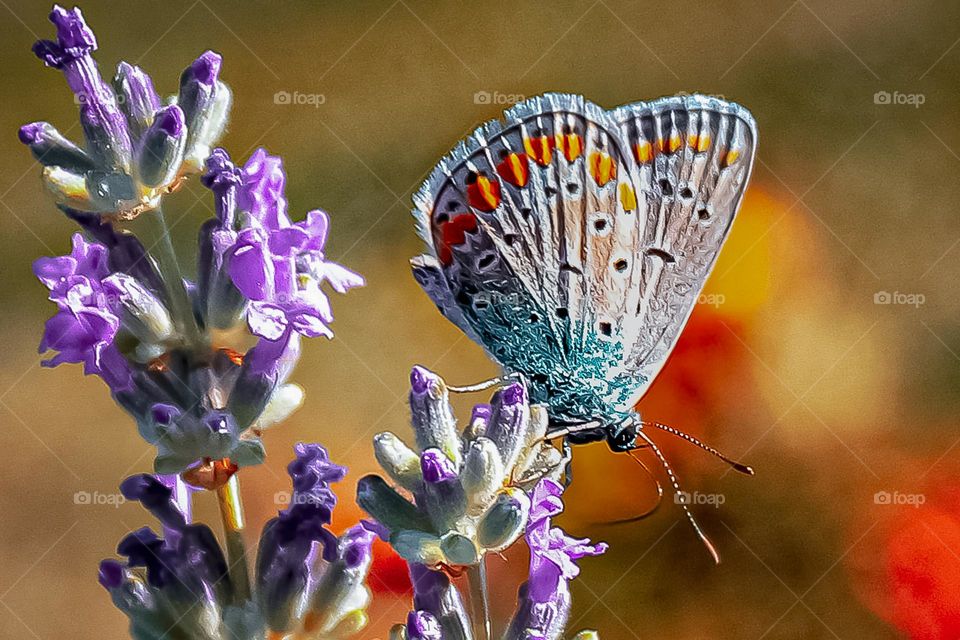A blue month butterfly at the lavander flower