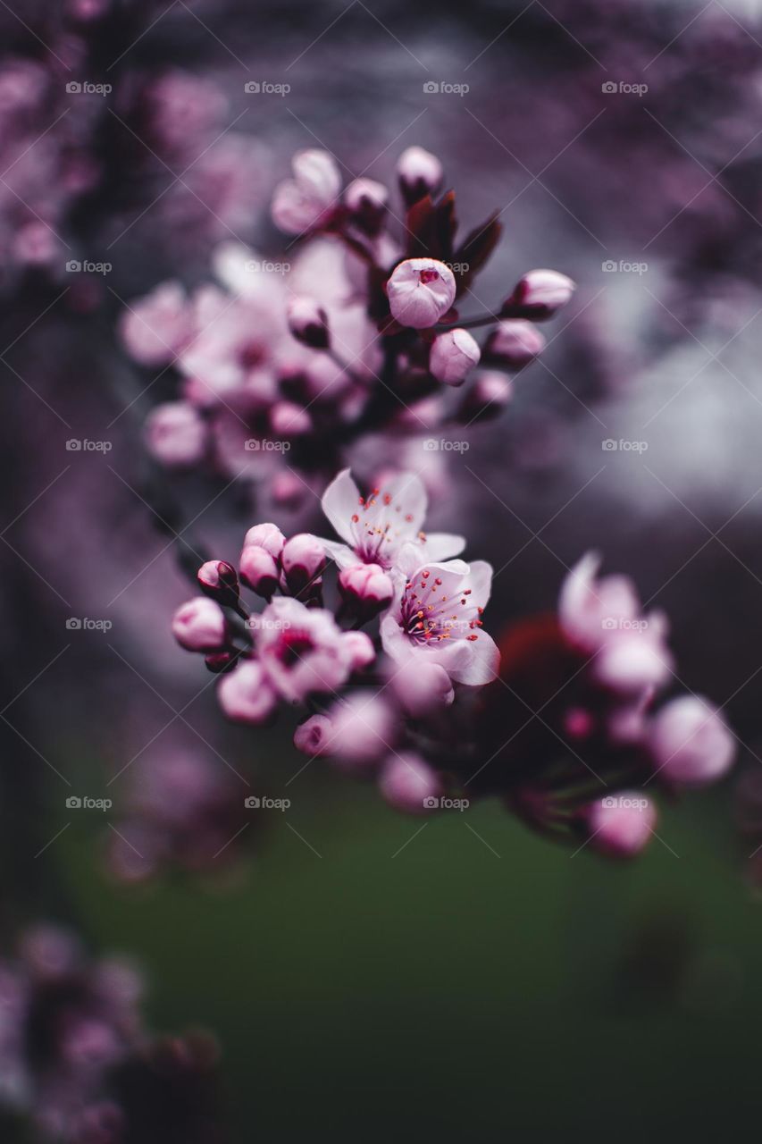 Spring flowers on trees