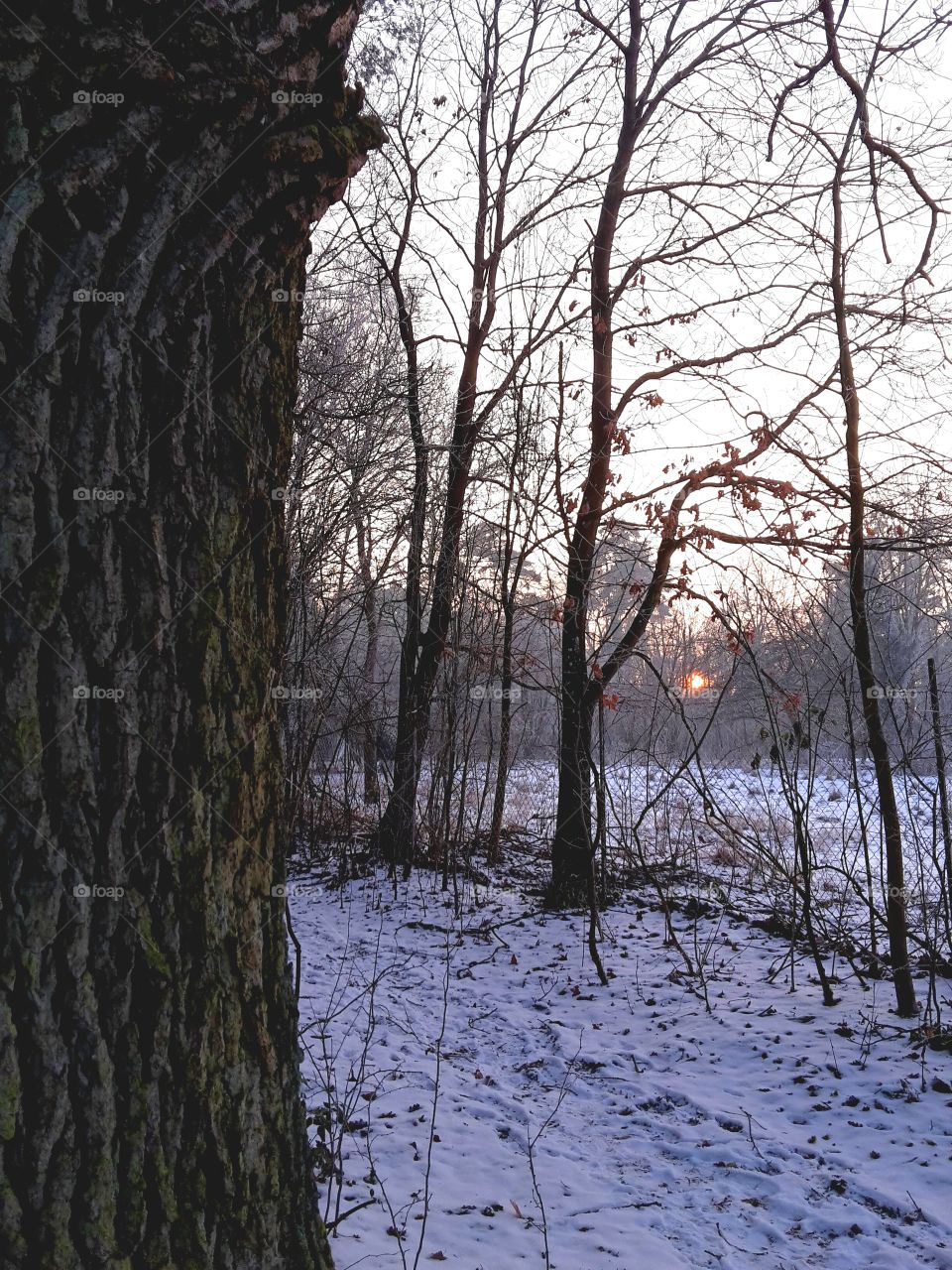 in winter forest at sunset. snow
