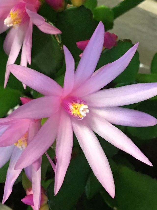 Summer cactus - pink flower 