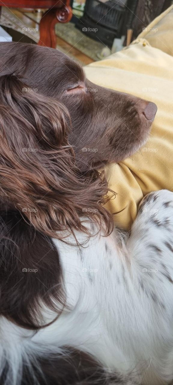 sleeping spaniel hugs a pillow