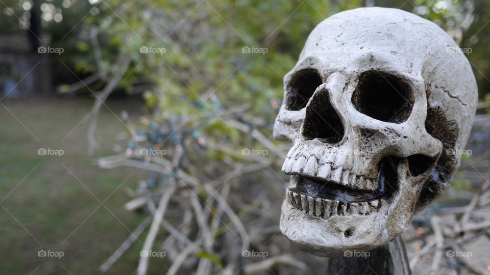A Halloween decoration of a skull in a country garden.