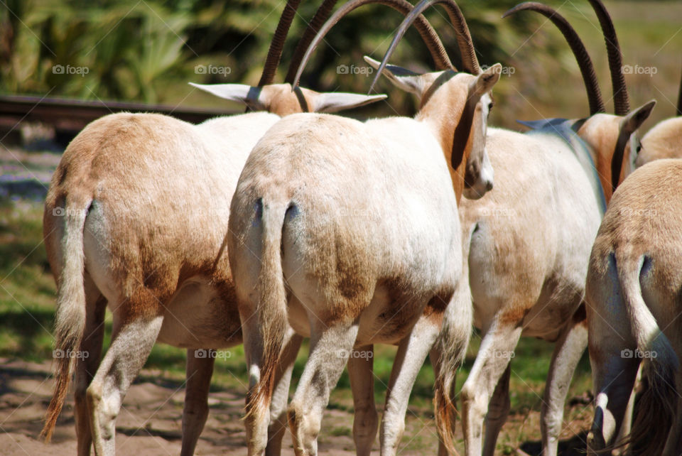 Antelopes