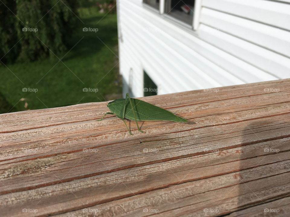 Leaf bug visitor this morning 