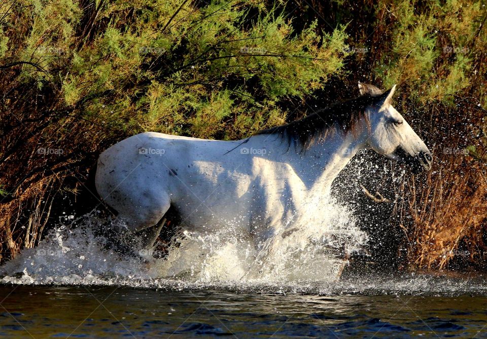 Wild Horse Trotting in River