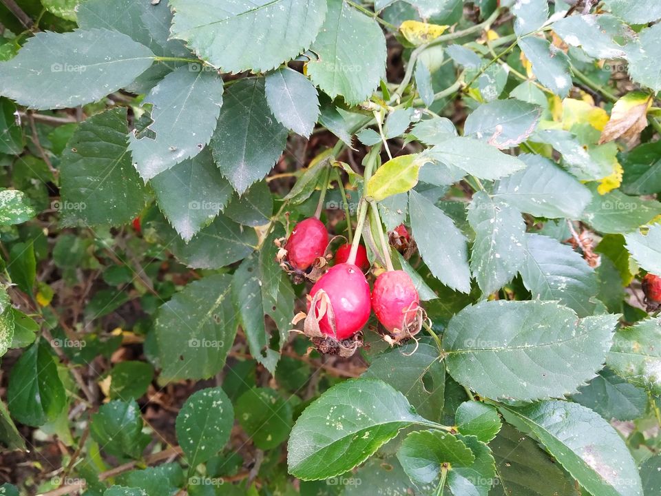 rose hip