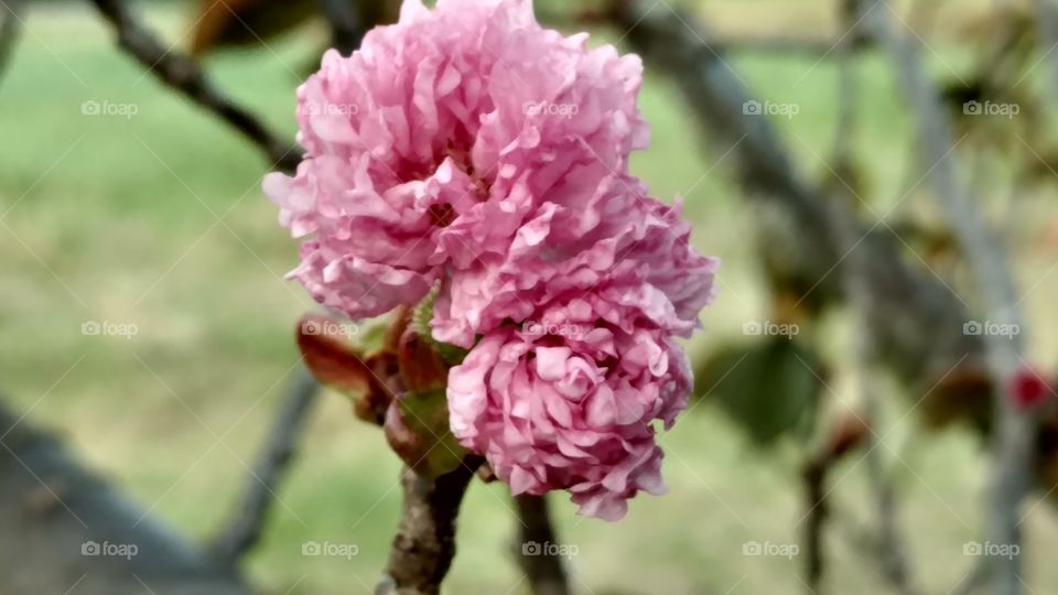 Flower, Nature, Flora, Tree, No Person