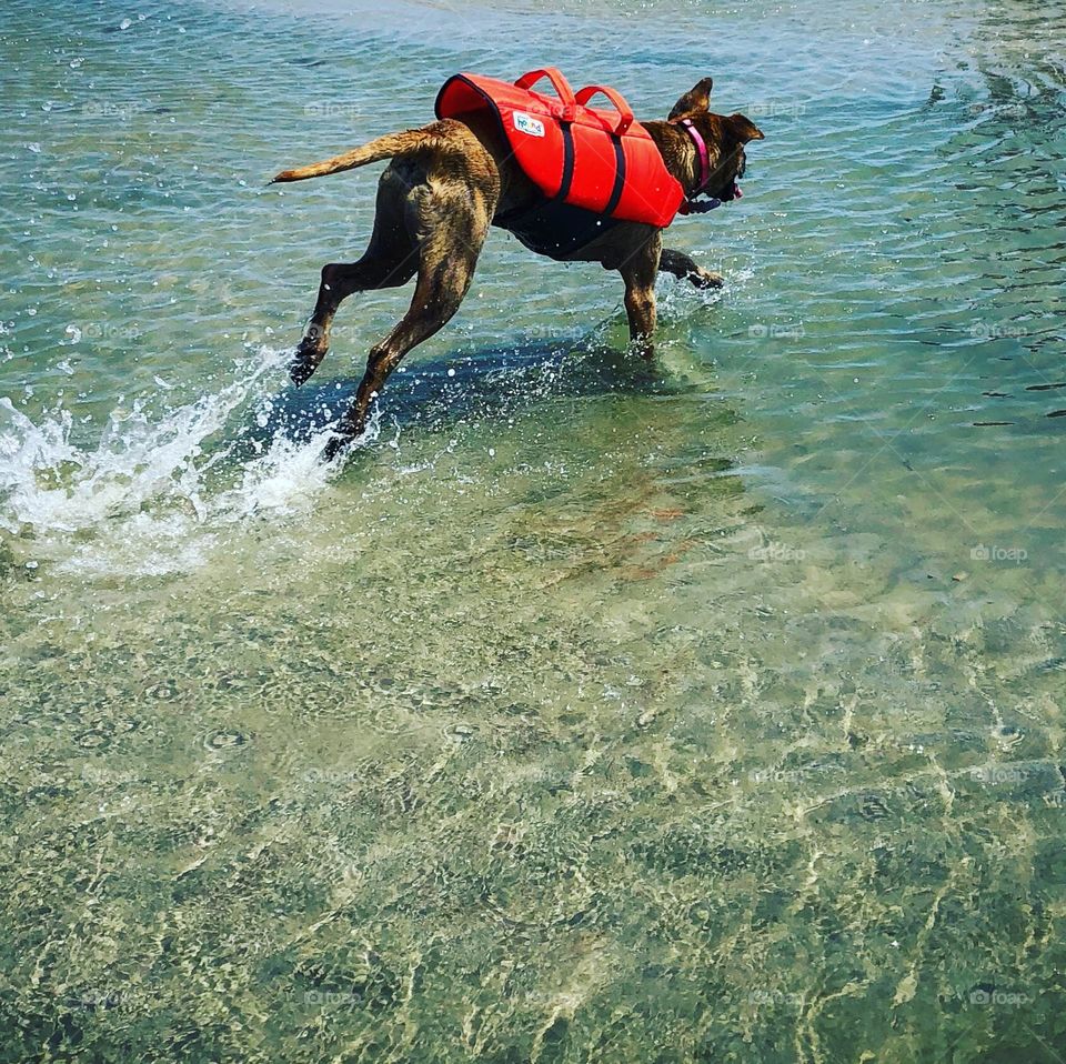Fun summer island popping day for our pup, she loves the water, and boat rides! And of course she has to have her safety vest on 