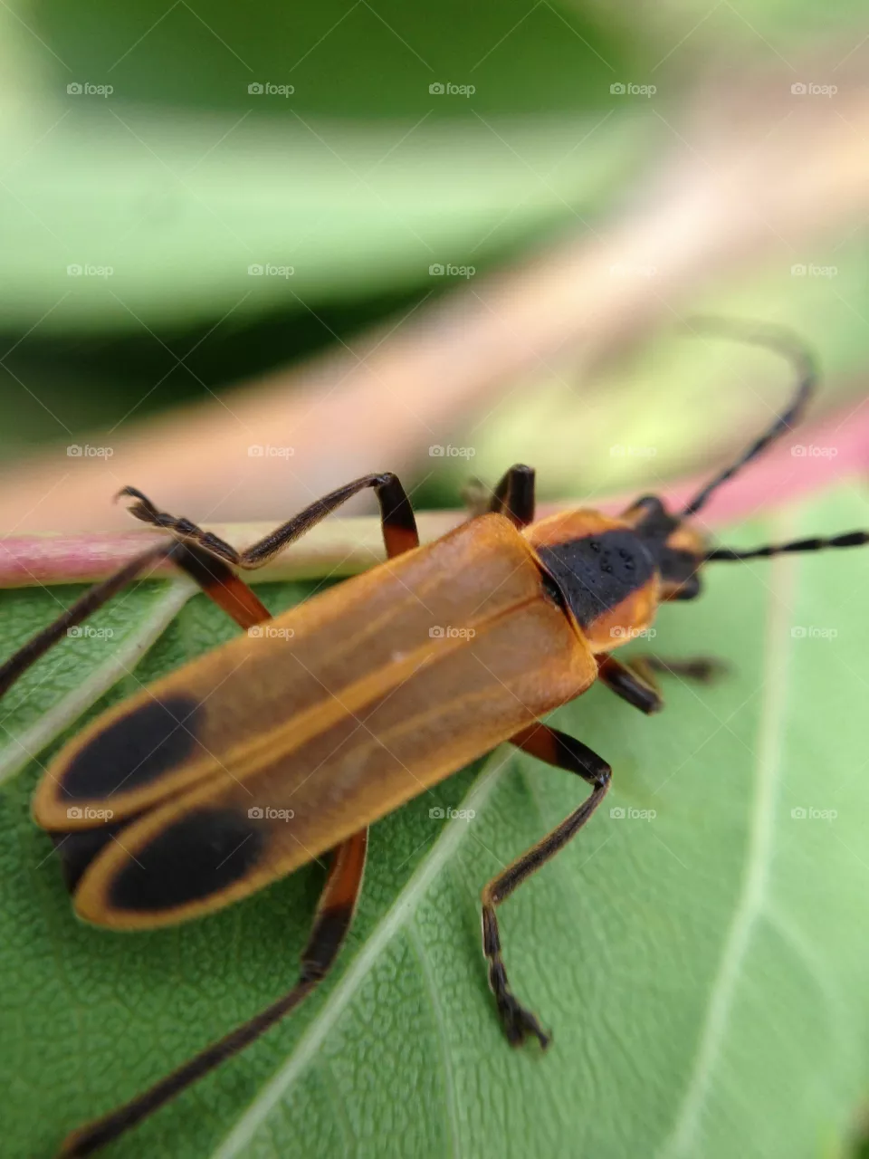 Bug