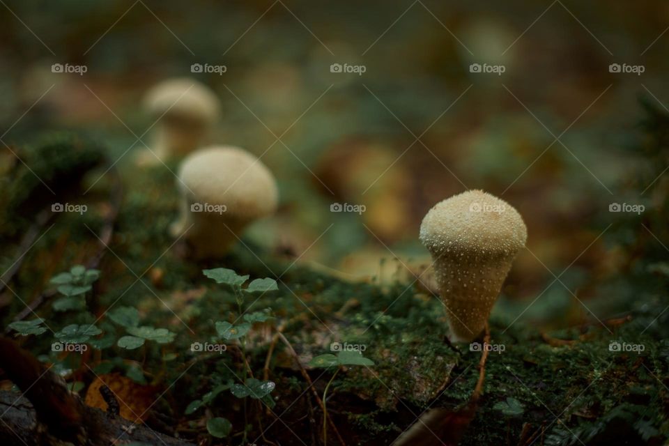 Mushrooms in a autumn sunny forest