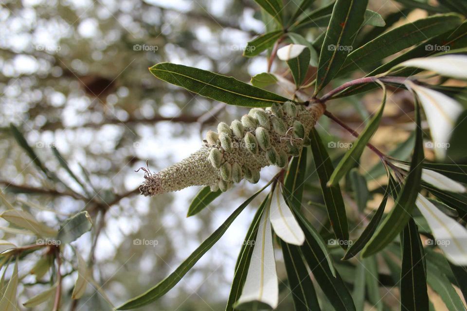Banksia seedpod