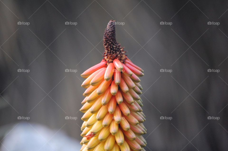 close-up of a exotic flower