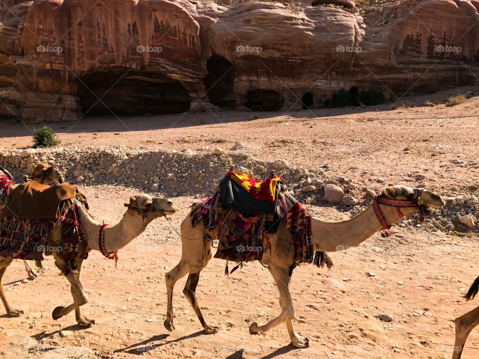 Camels in desert 