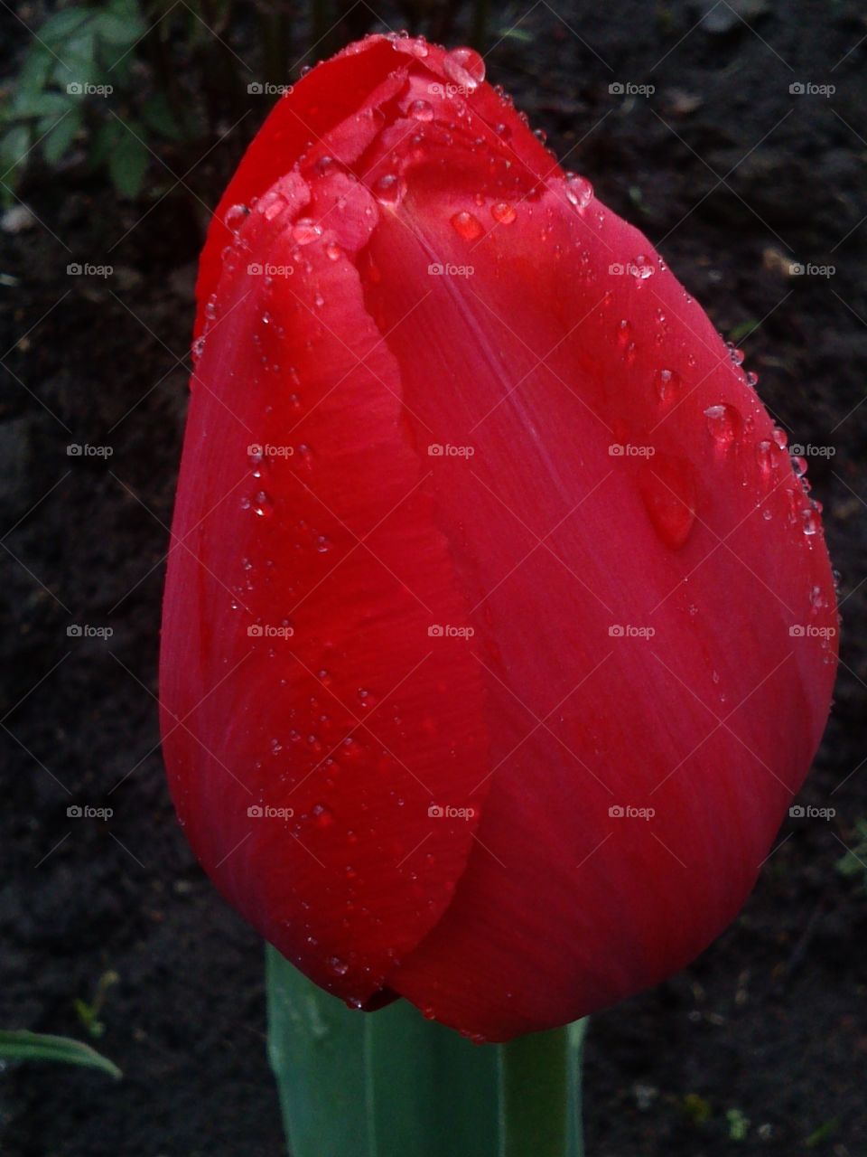 tulip