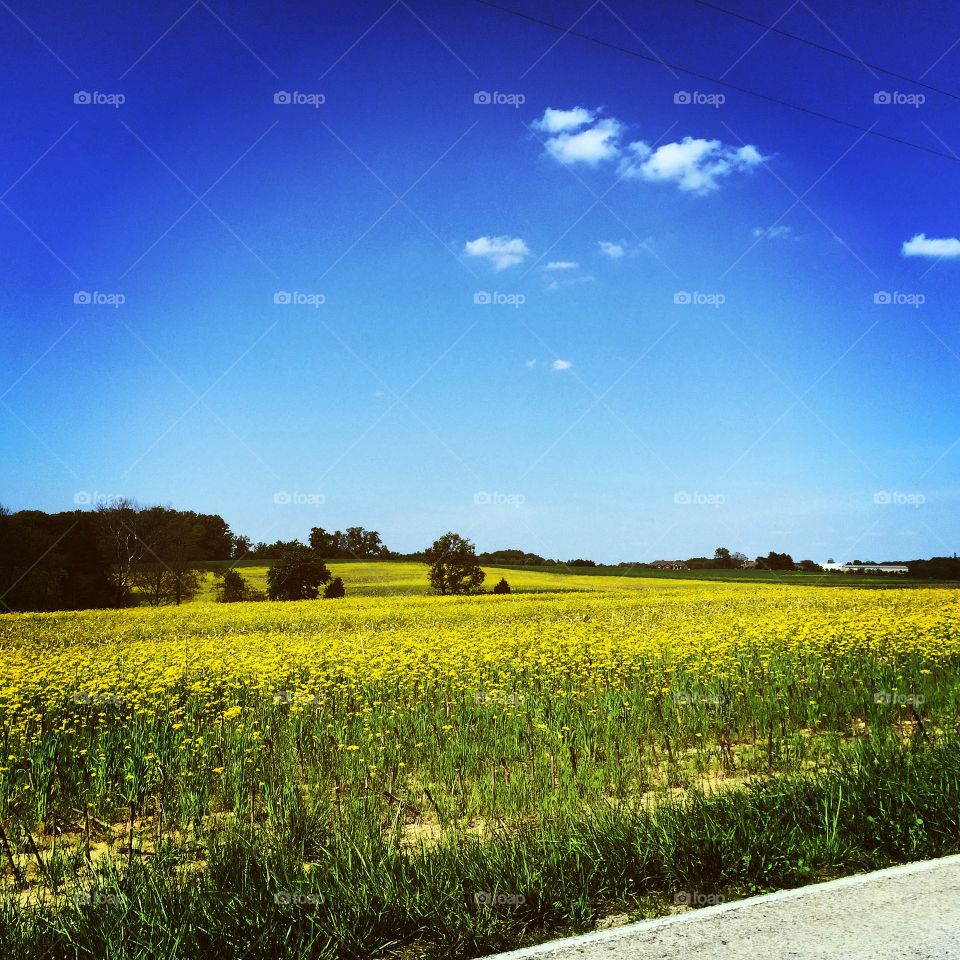 Landscape, Agriculture, Field, Nature, Hayfield