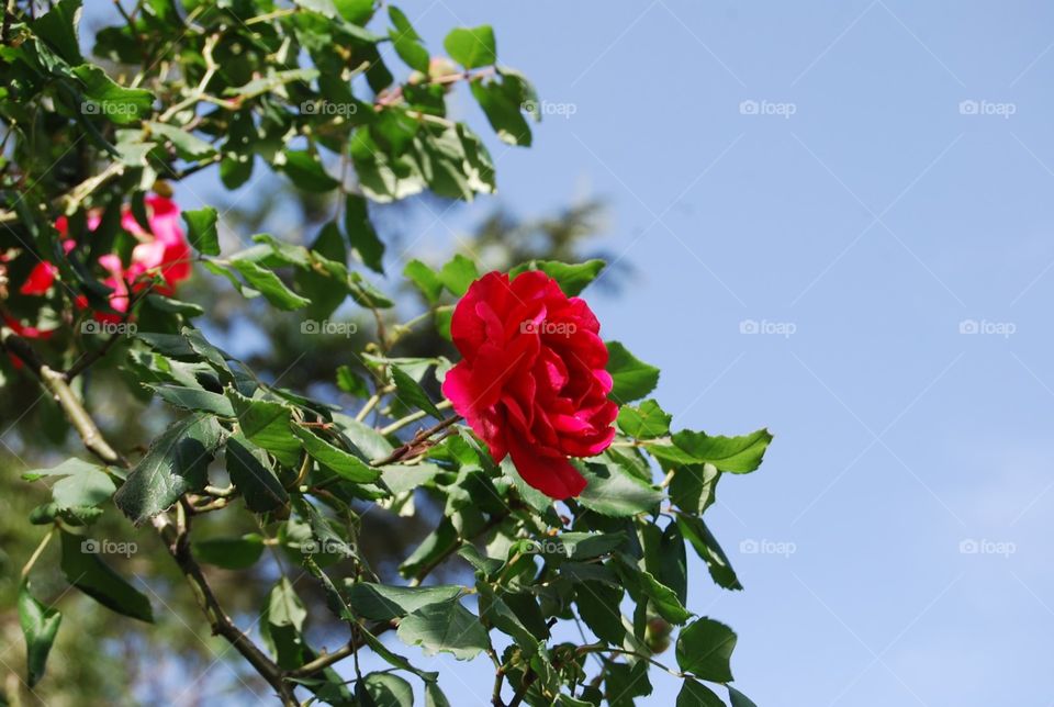 Flower, Nature, Flora, Leaf, Garden