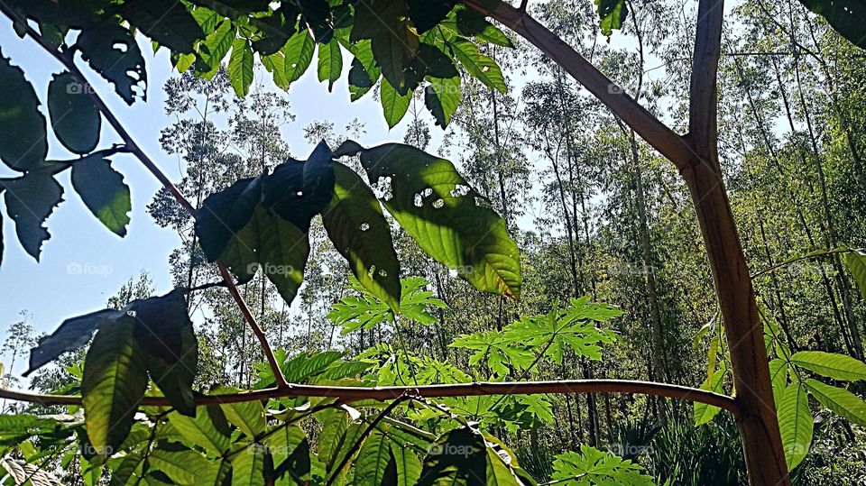 VEGETAÇÃO INGAZEIRO