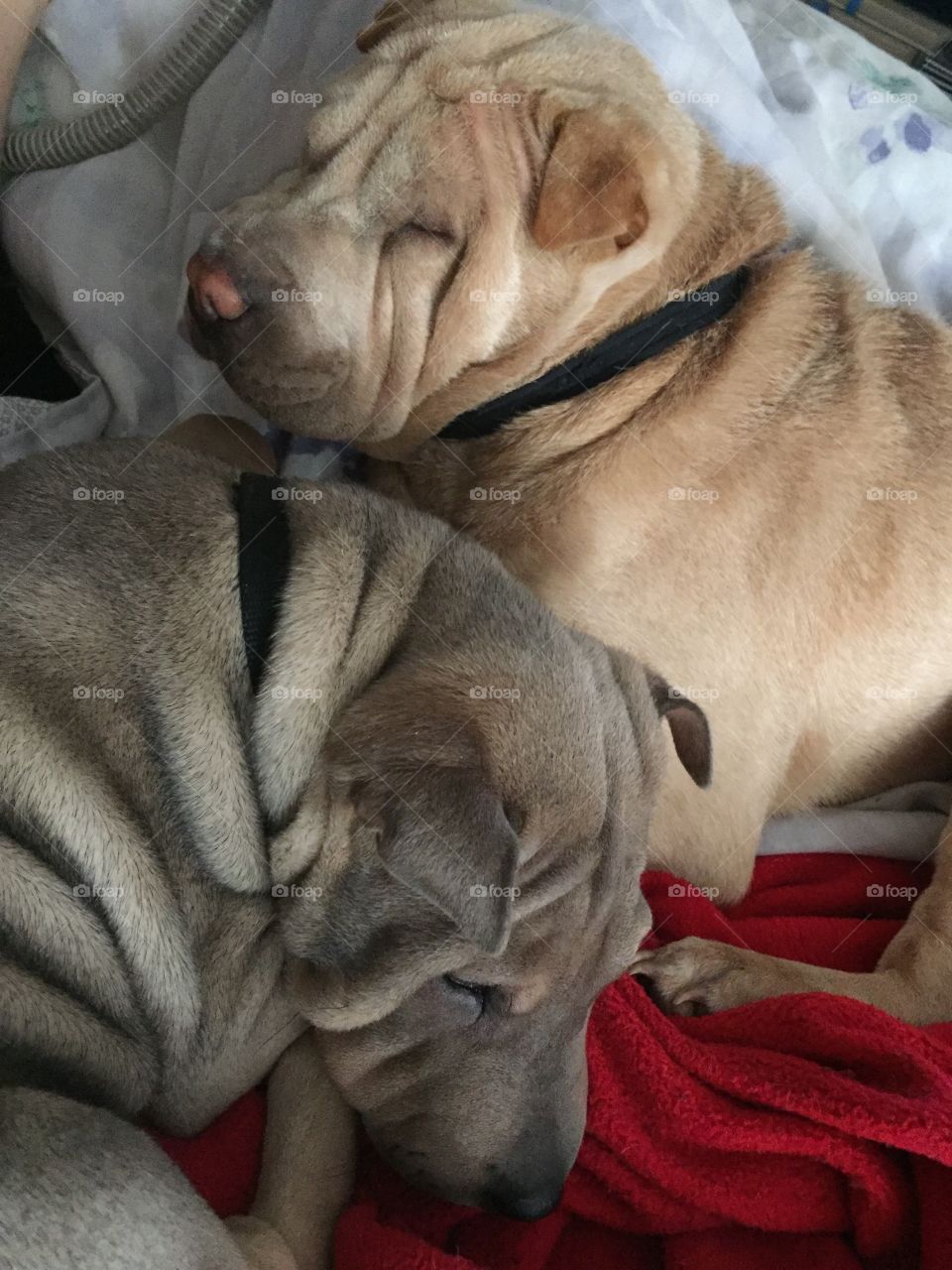 Rare croissant dogs curled up sleeping. Actually it's a cream adult shar-pei and tan/grey sharpei puppy.