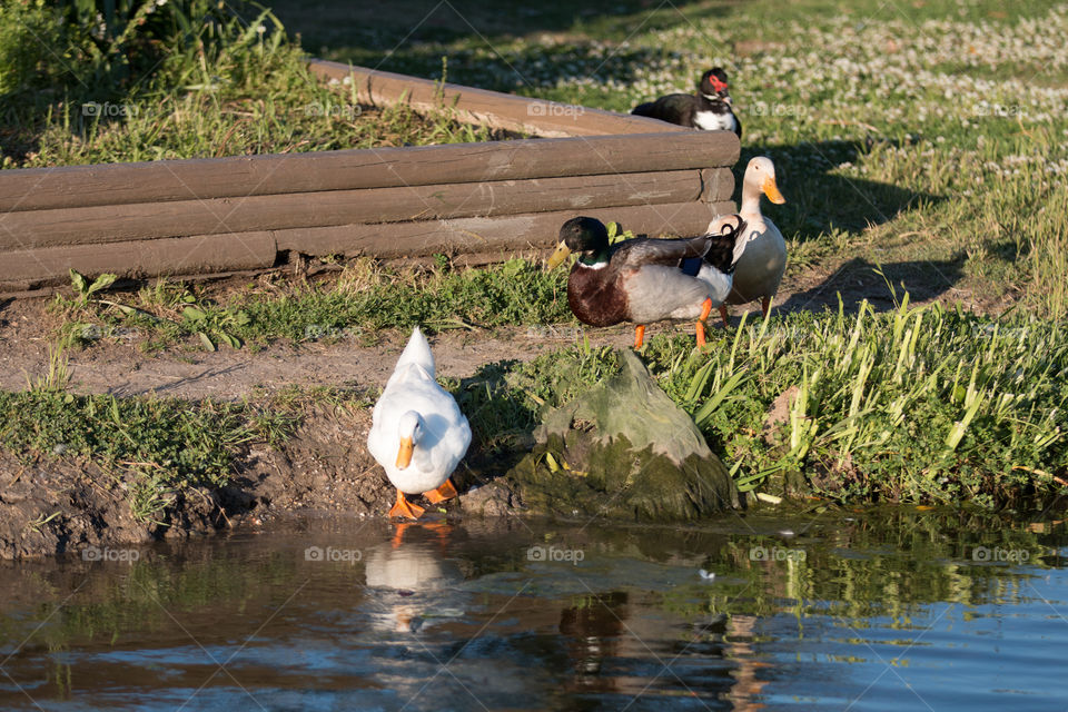 Duck at lake