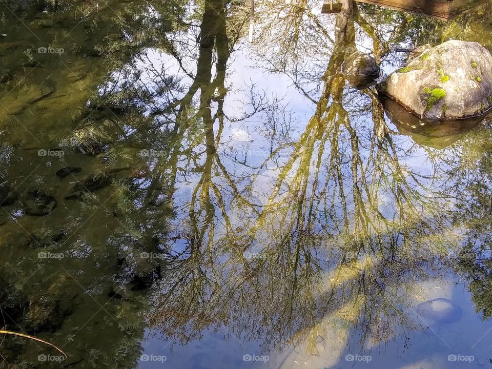 trees reflected in a pond