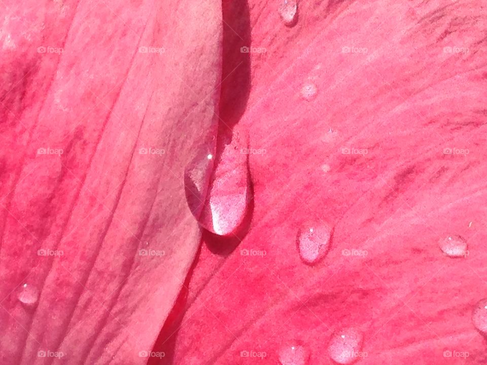 Water droplet on petal