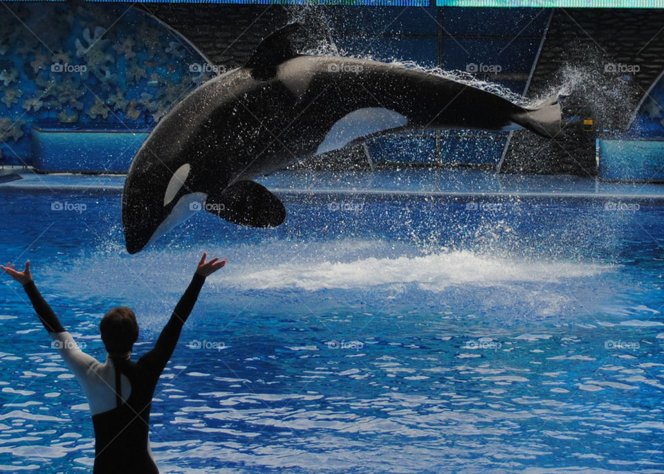 Shamu show