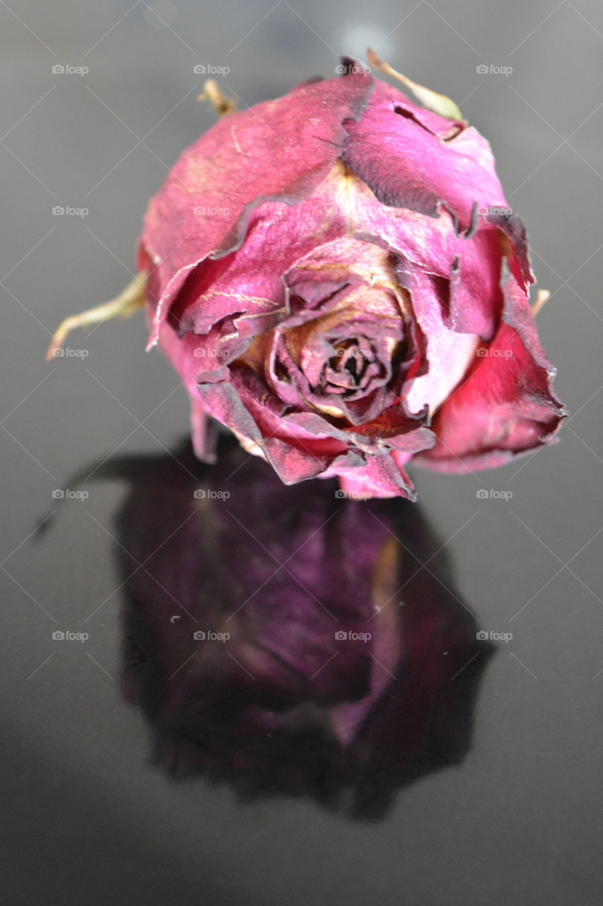 Flower, Rose, Color, Nature, Beautiful