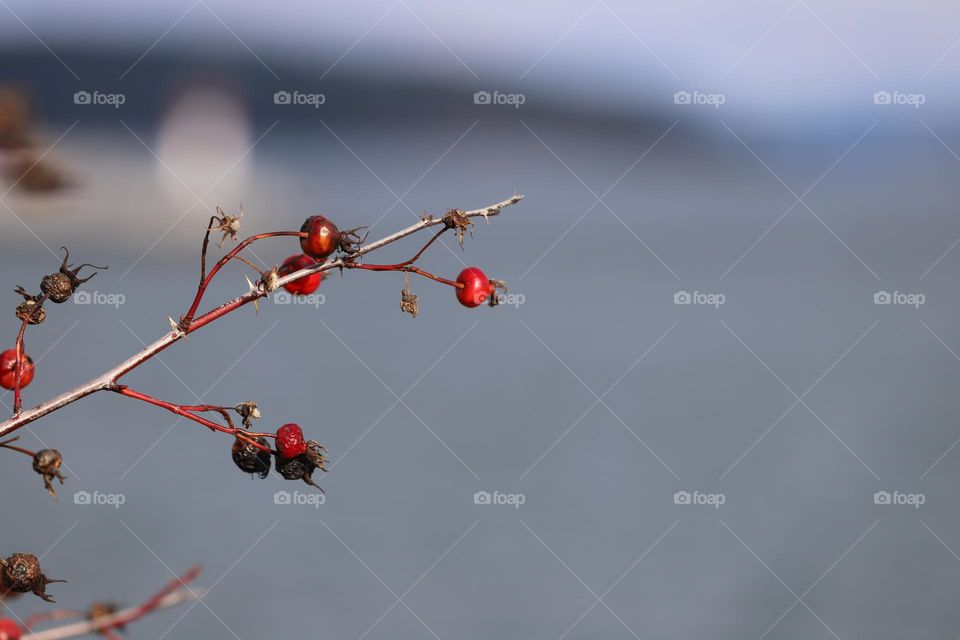 Dry plant 