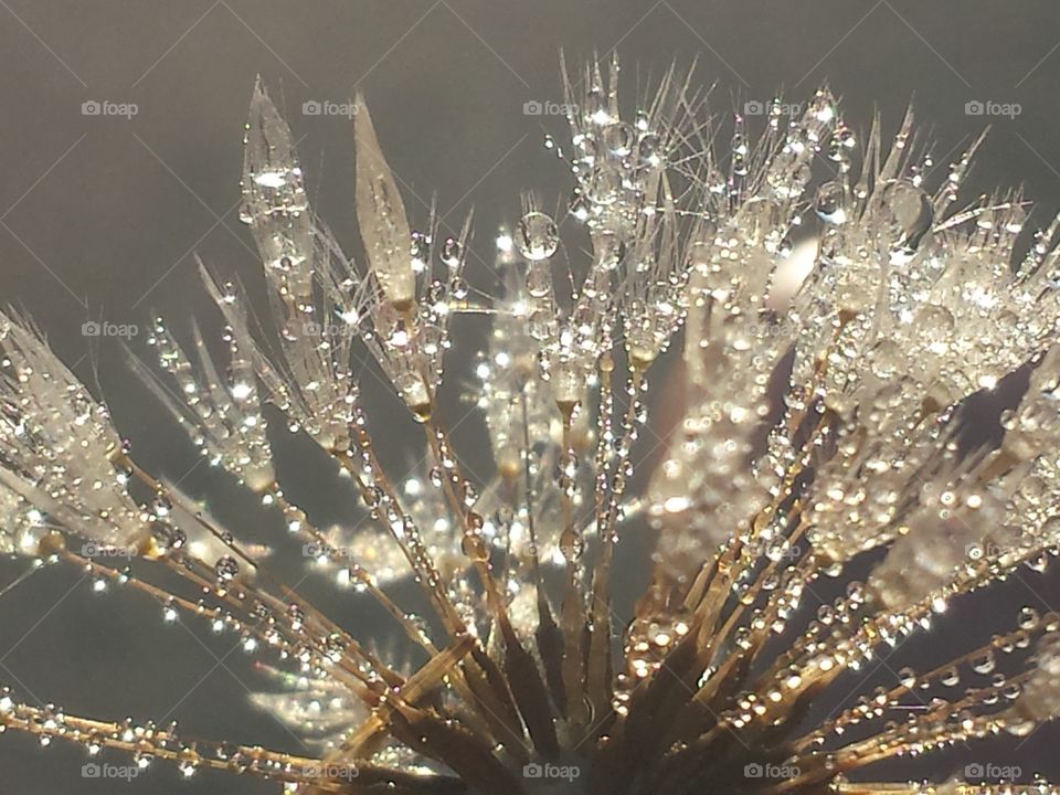 Water drop on dandelion flower