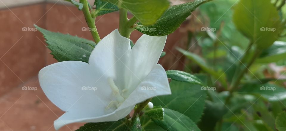 white flower in the garden