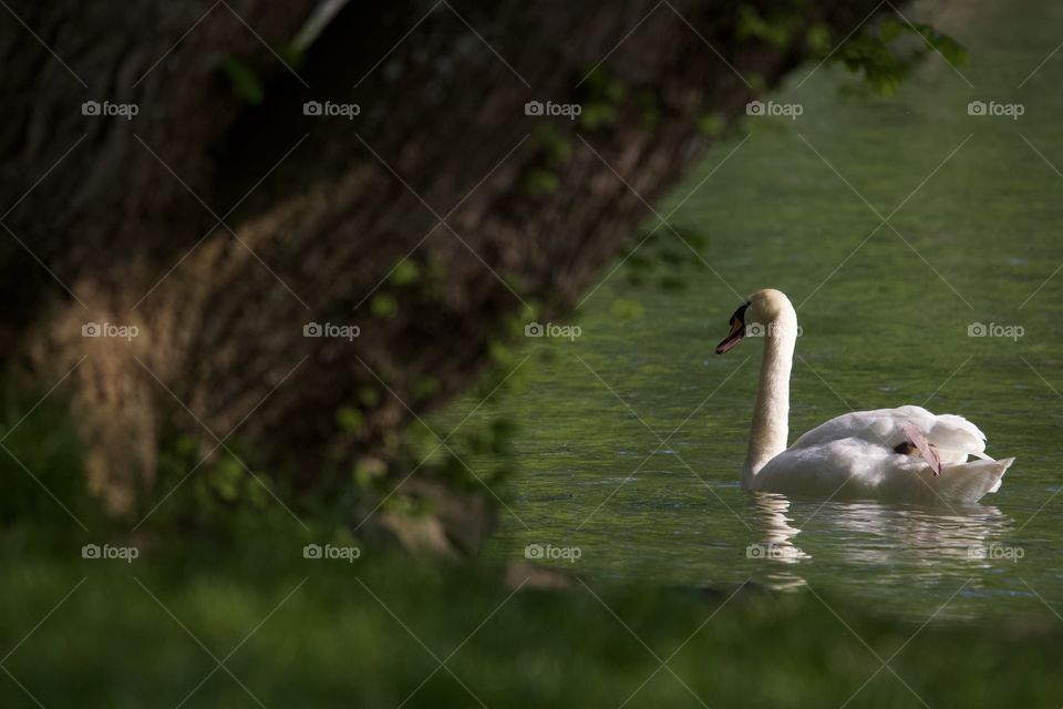 Swan