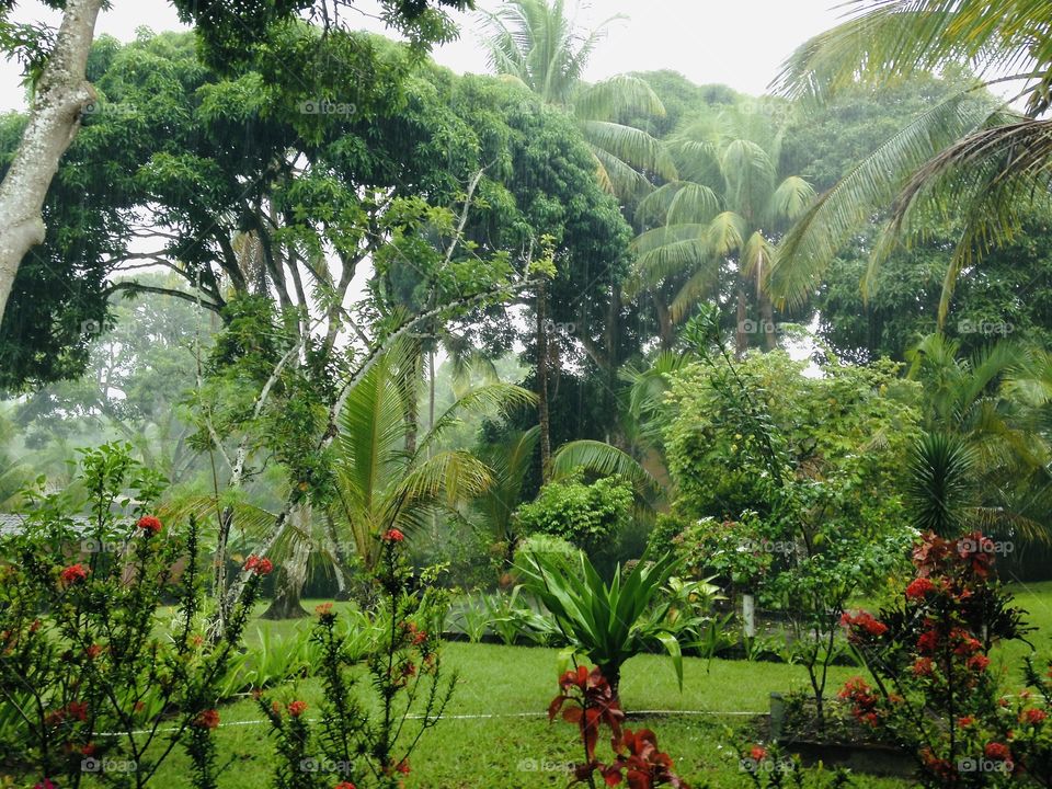 a rainy day in our garden