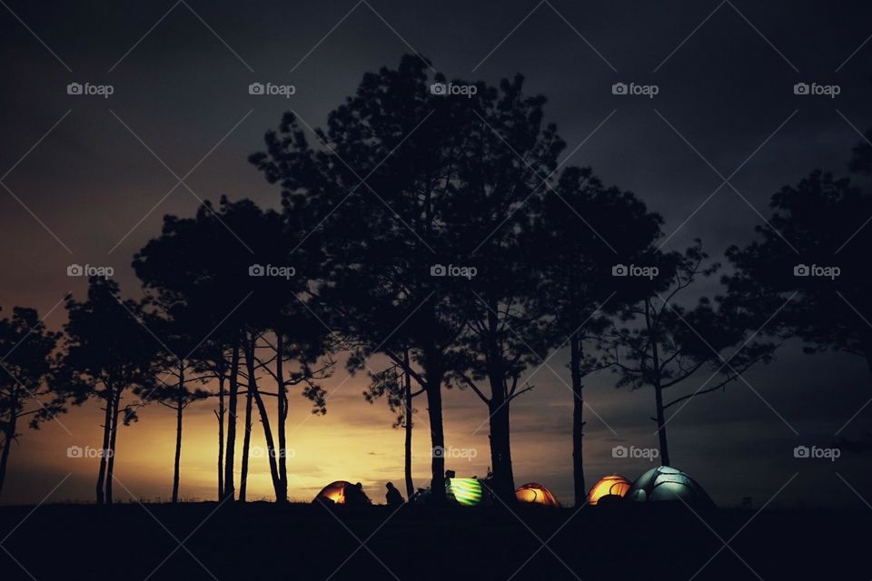 Sunset camping under pine forest..