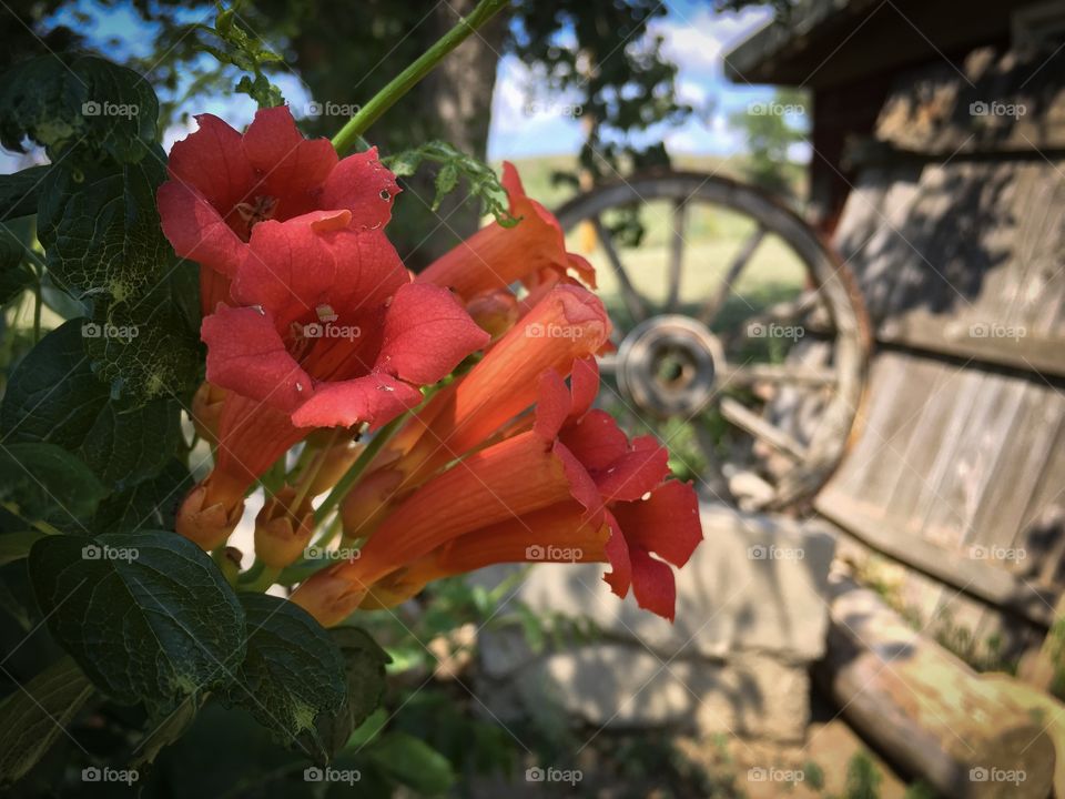 Trumpet Vine