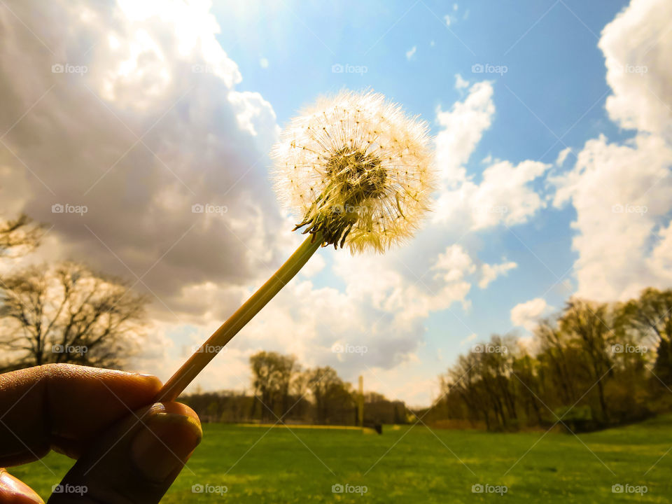 Touching Nature's Dandelion