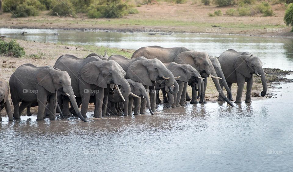 Elephant herd water break