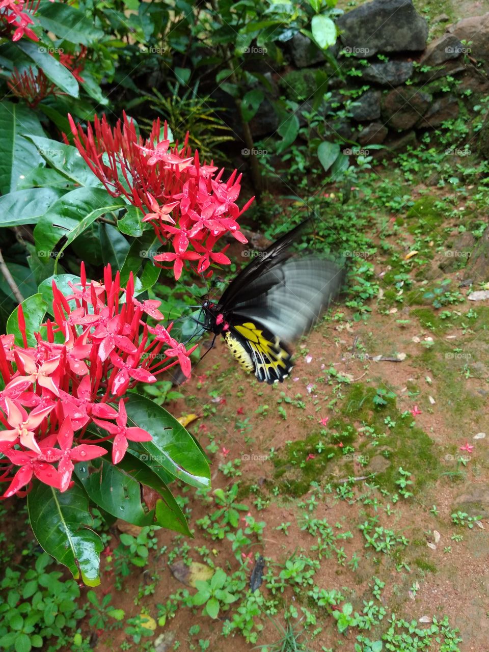 Butterfly... after rain