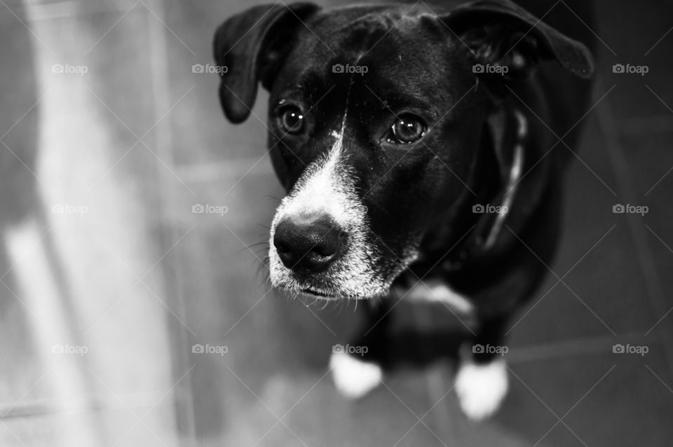 Cute Dog with puppy dog eyes looking up with floppy ears family pet portrait minimalist photography background 