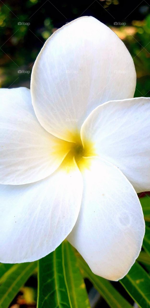 beautiful white flower with a slight yellow touch that highlights its beauty