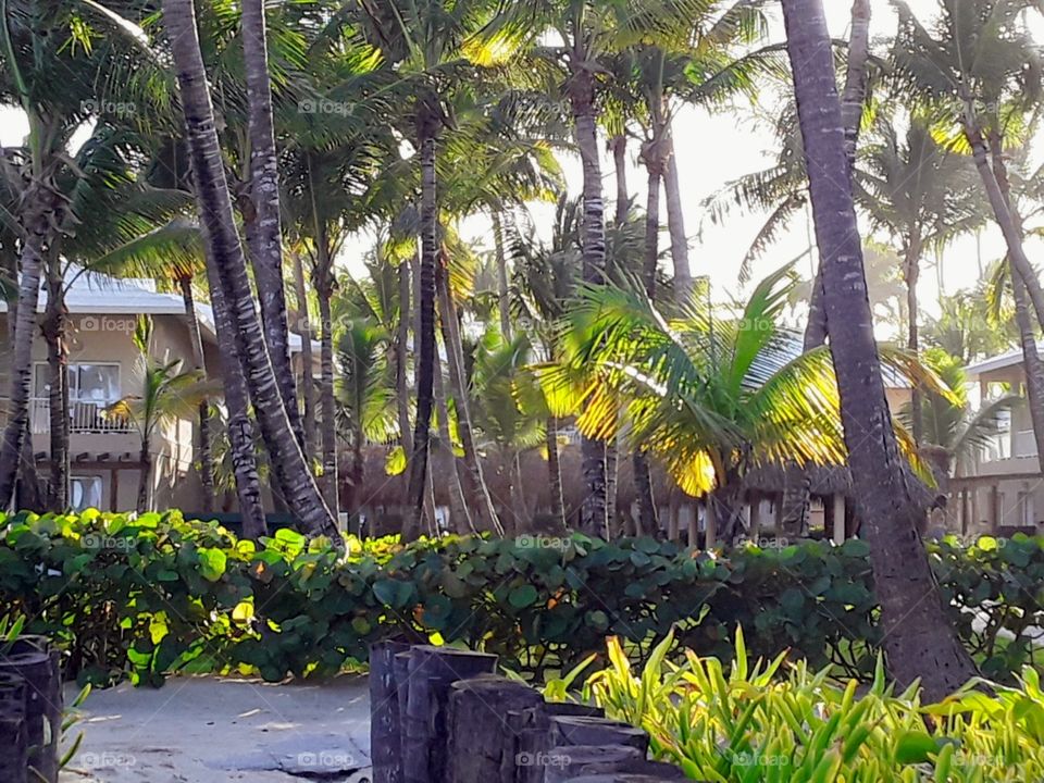 vibrant tropics majestic palms