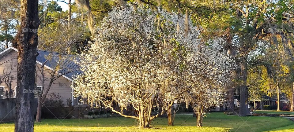 a White Tree 🌳😀 !