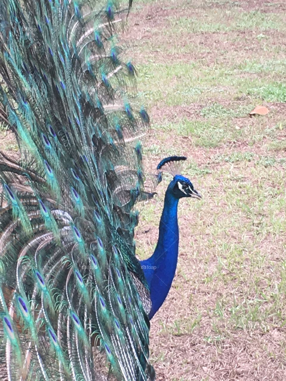 A beautiful peacock in a field of green grass 