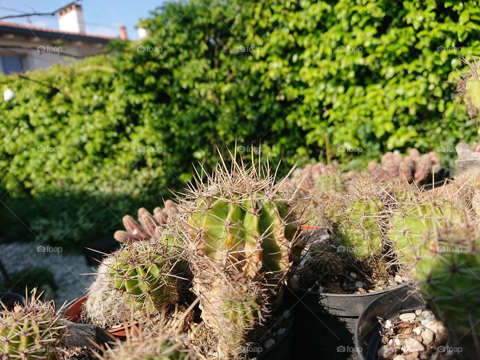 cactus in the garden with plants1