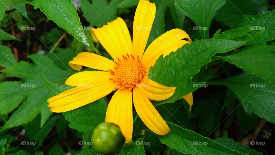 Tithonia diversifolia is a type of plant shaped like a sunflower with yellow petals and orange flower core